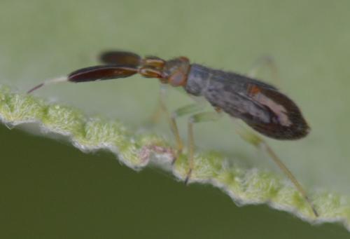 Réf. 208 000 : Heterotoma planicornis